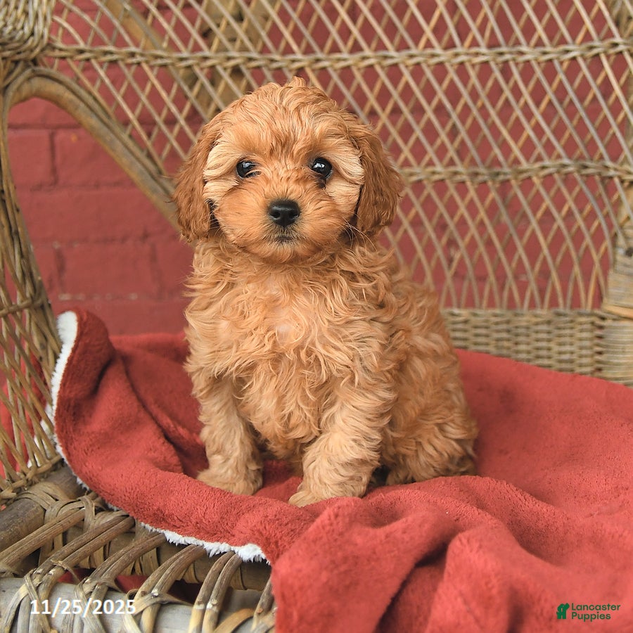 Cavapoo dogs Tara - Ad 28
