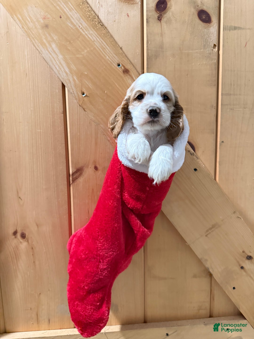Cocker Spaniel dogs for sale: Doodle - Ad 3
