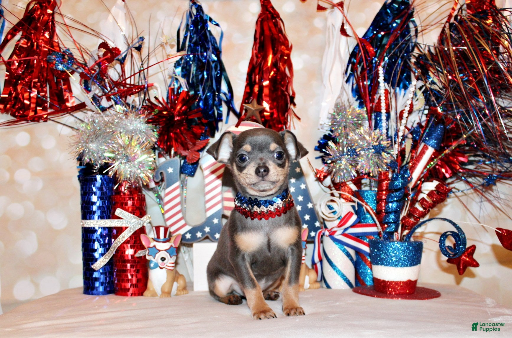 Chihuahua dogs Yogi - Ad 2