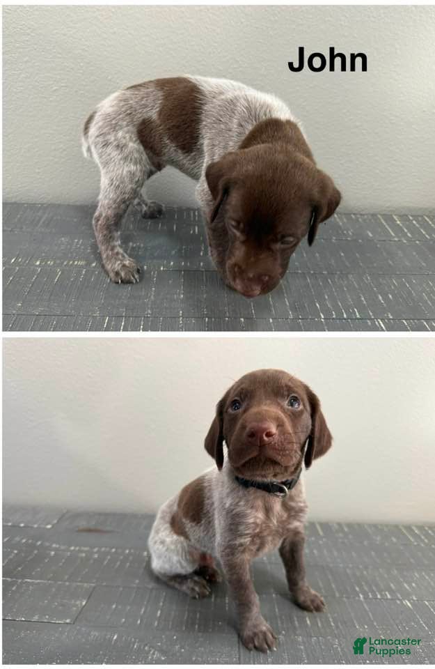 German Shorthaired Pointer dogs John - Ad 2
