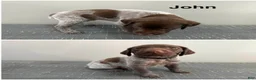 German Shorthaired Pointer dogs for sale: John - Ad 2