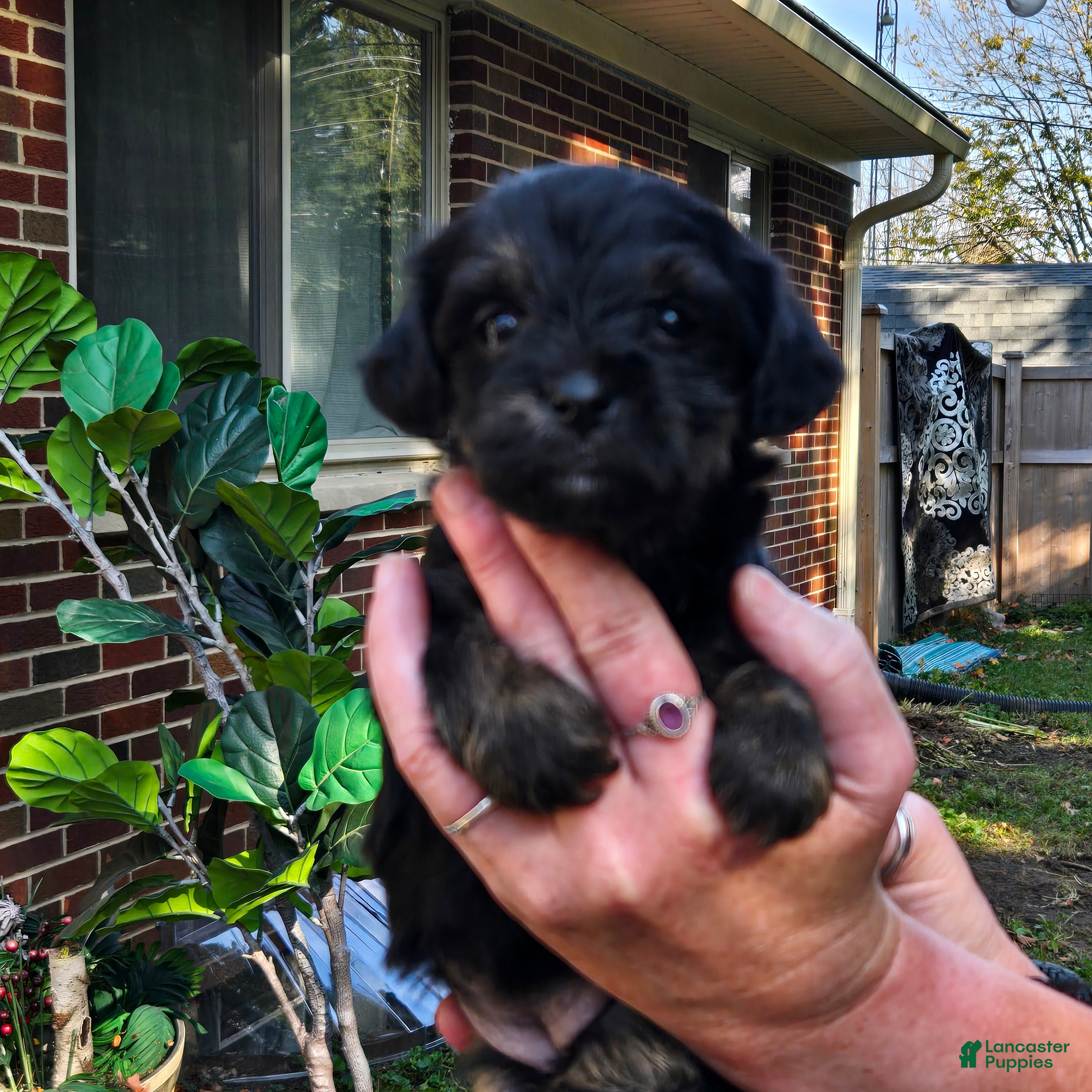 Morkie dogs for sale: Blackie/Gizmo - Ad 1