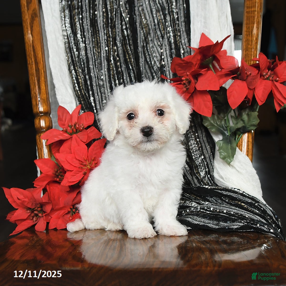 Bichon Frise dogs Duncan - Ad 12