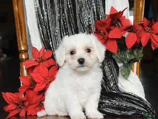 Bichon Frise dogs Duncan - Ad 12