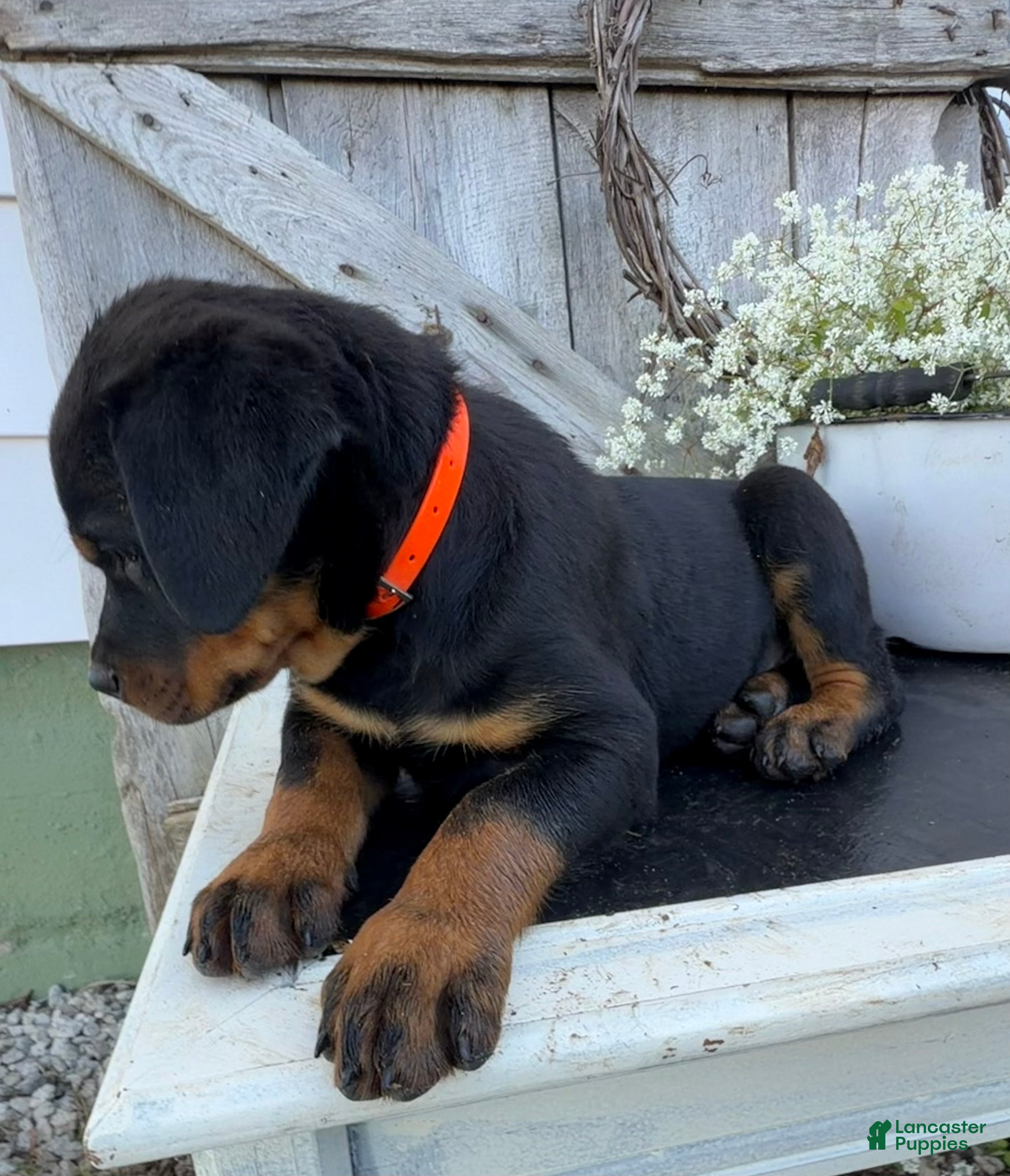Rottweiler dogs for sale: Bentley  - Ad 2