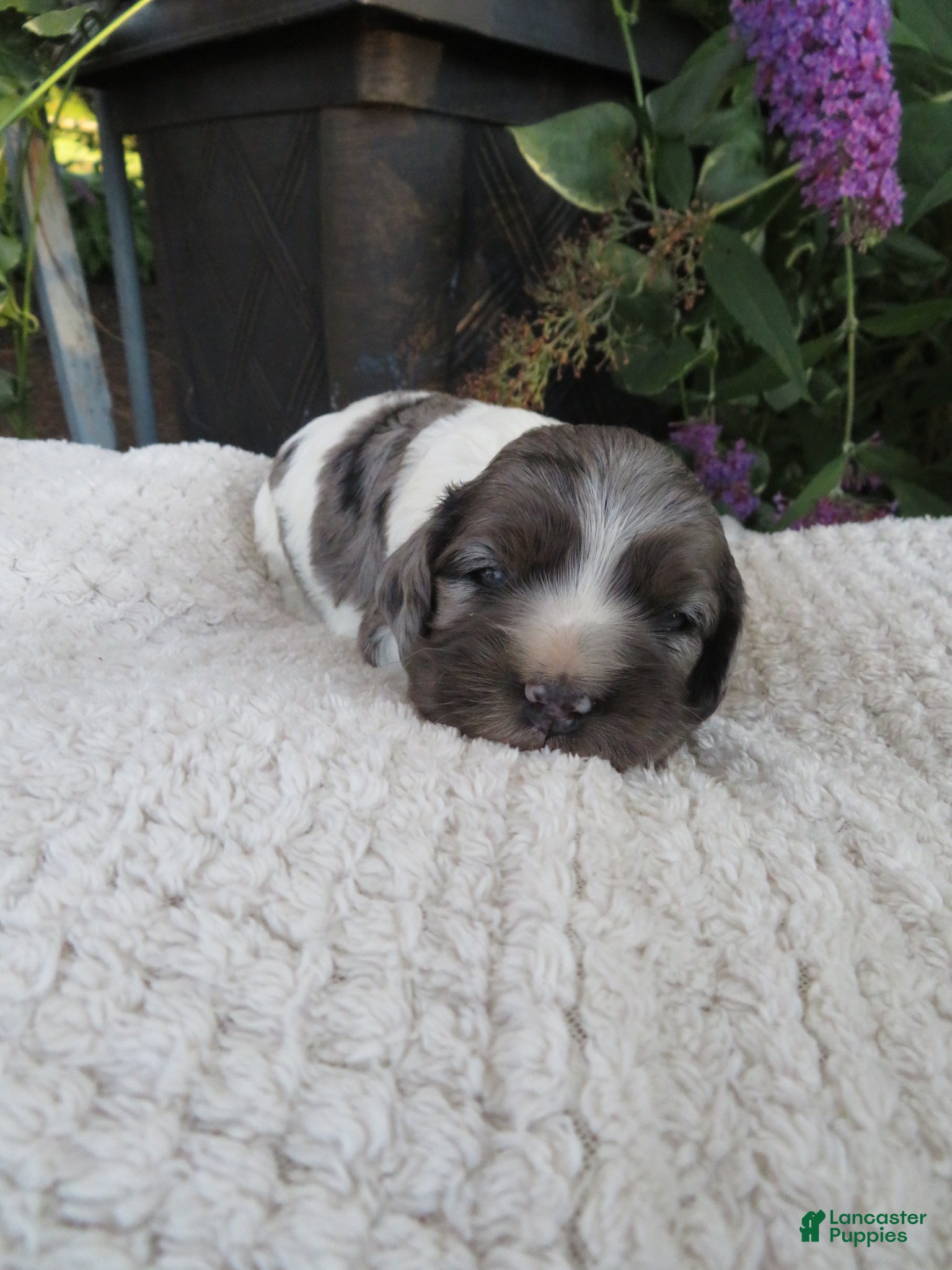 Cocker Spaniel dogs Sophie - Ad 1