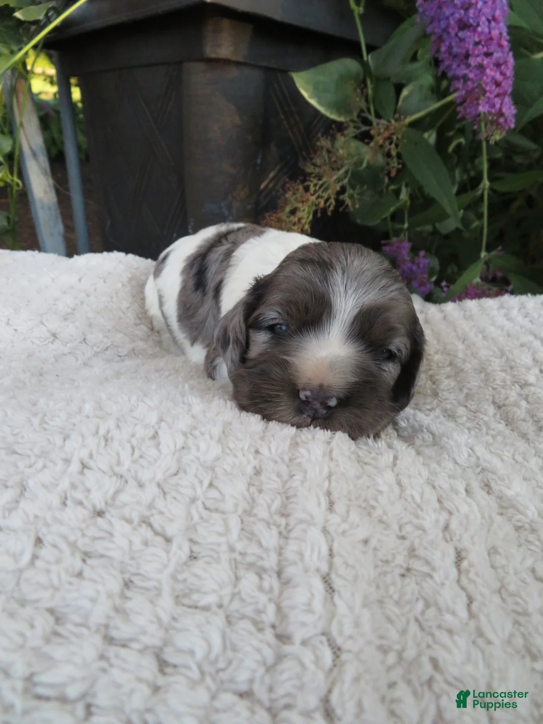 Cocker Spaniel dogs for sale: Sophie - Ad 1