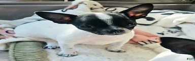Dottie and spot