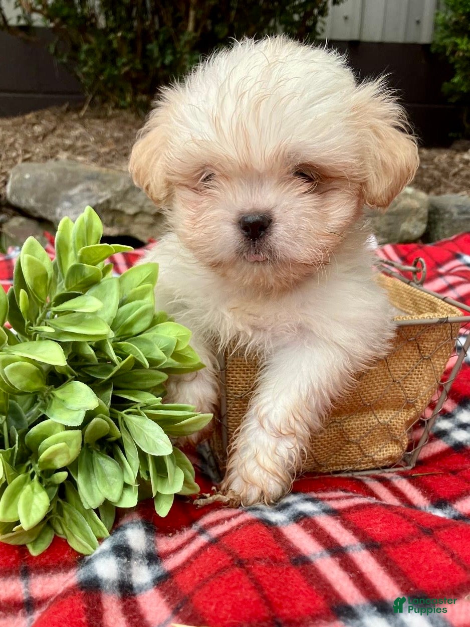 Shih Tzu dogs Toby - Ad 2