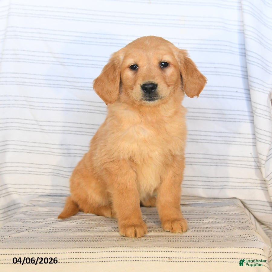 Golden Retriever dogs Barbie - Ad 1