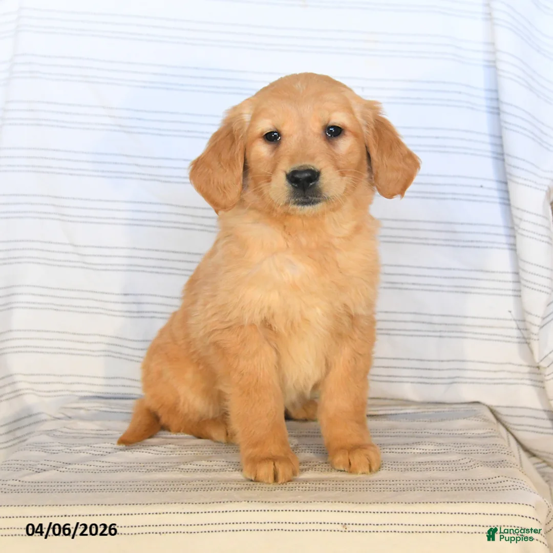 Golden Retriever dogs for sale: Barbie - Ad 1