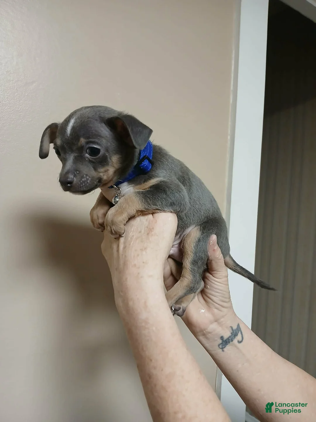 Chihuahua dogs for sale: Ash ( toy ) - Ad 3