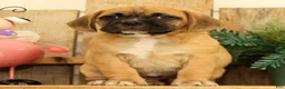 Puggle dogs for sale: Phoenix - Ad 2