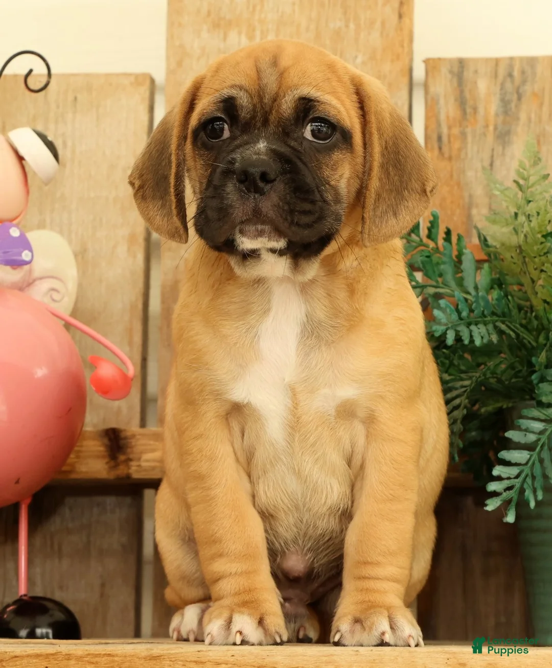 Puggle dogs for sale: Phoenix - Ad 2