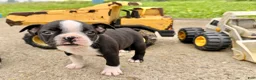 Boston Terrier dogs for sale: Clifford - Ad 3
