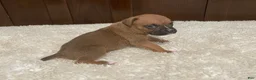 Boxer dogs for sale: Colt - Ad 23