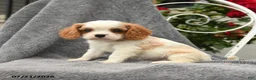 Cavalier King Charles Spaniel dogs for sale: Sebastian - Ad 1