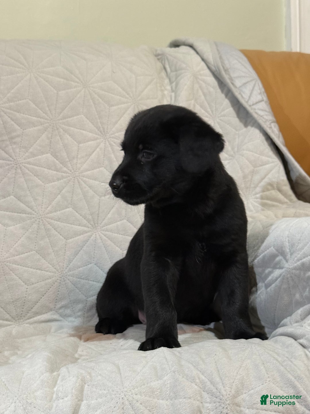 Mixed Breed dogs for sale: Mixed Breed Puppy 6 - Ad 1