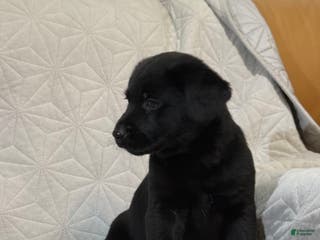 Mixed Breed dogs Mixed Breed Puppy 6 - Ad 11