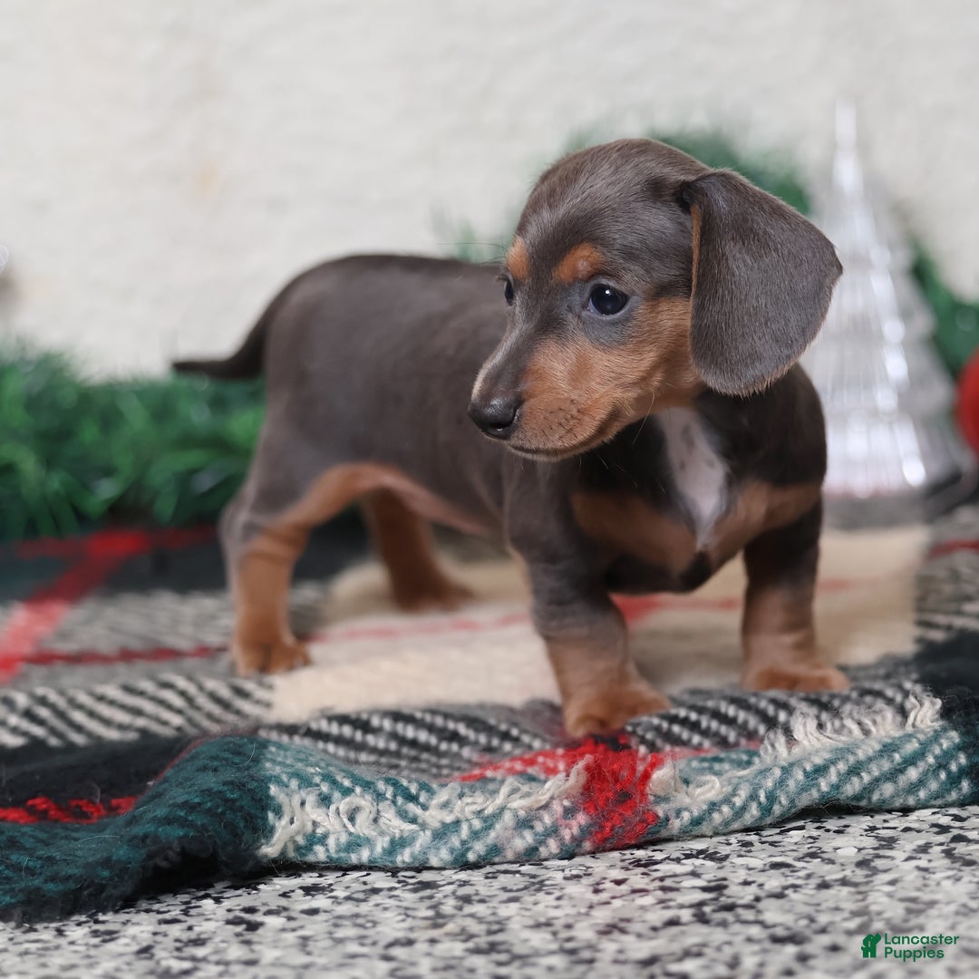 Dachshund dogs for sale: Lucy  - Ad 10