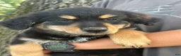 Mixed Breed dogs for sale: Cowgirl - Ad 10