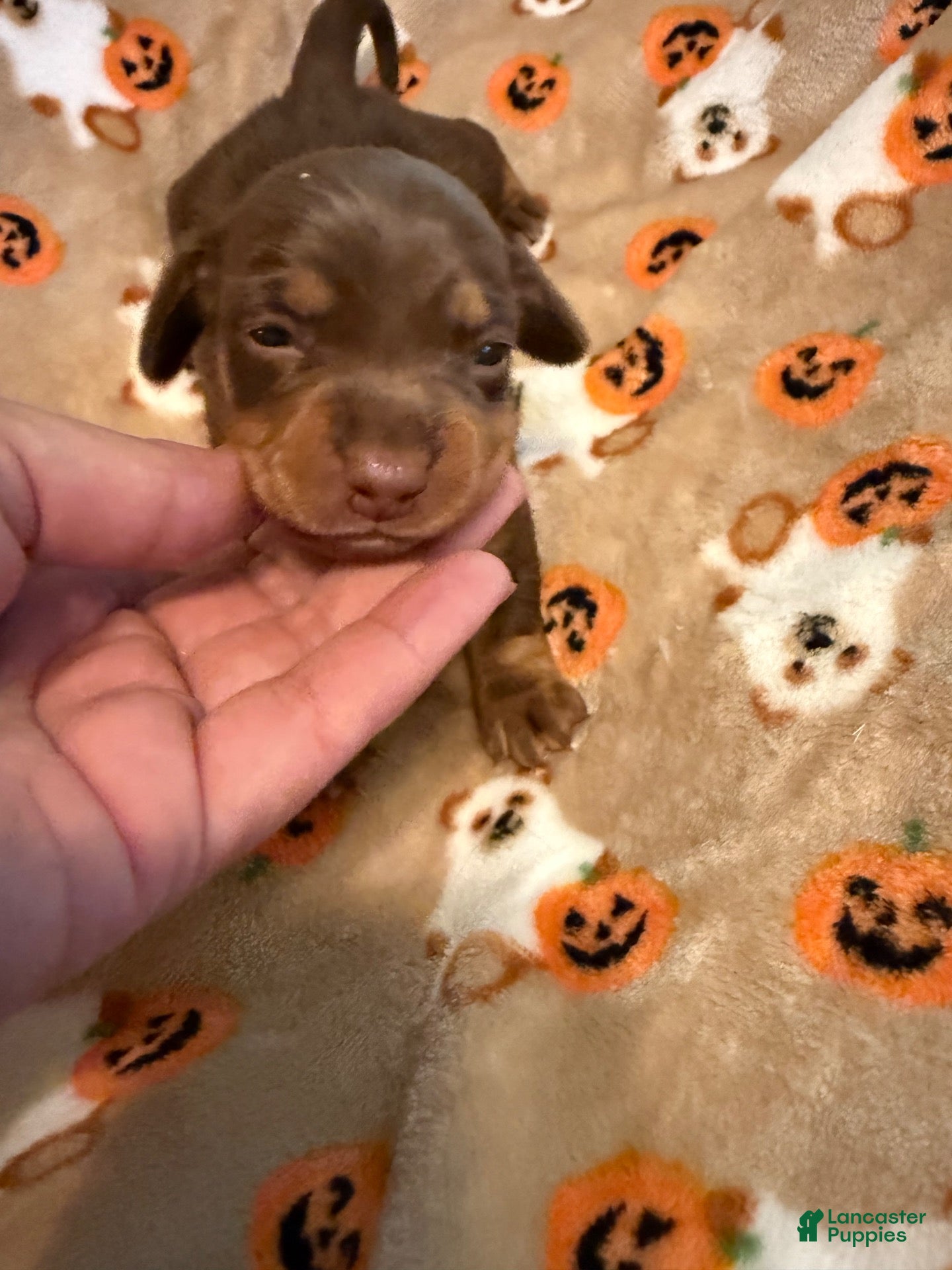 Miniature Dachshund dogs Chocolate and tan shorthair female  - Ad 2