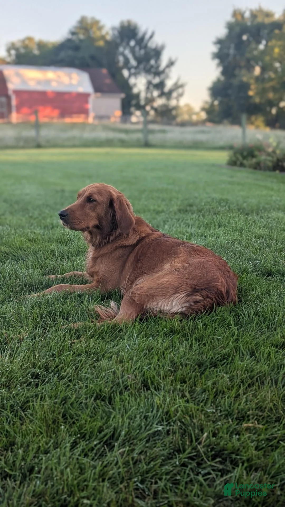 Golden Retriever dogs for sale: Hank - Ad 3