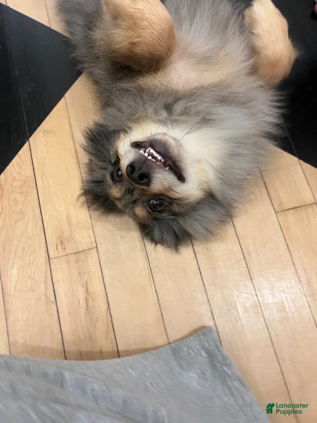 Pomeranian dogs for sale: Cookie  - Ad 2