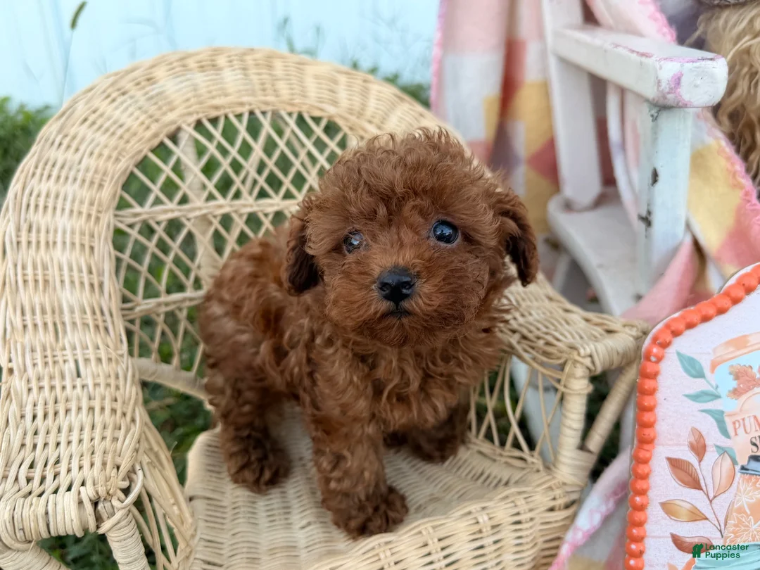 Toy Poodle dogs for sale: Kimber - Ad 2