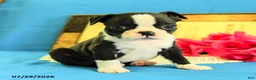 Boston Terrier dogs for sale: Zares - Ad 4