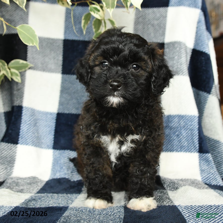 Mixed Breed dogs Willow - Ad 2