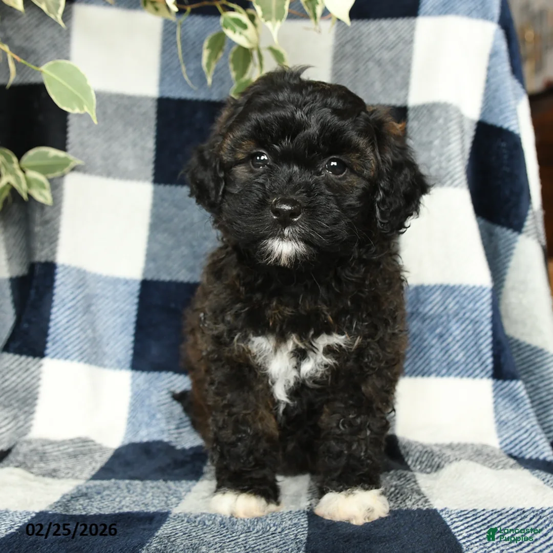 Mixed Breed dogs for sale: Willow - Ad 2