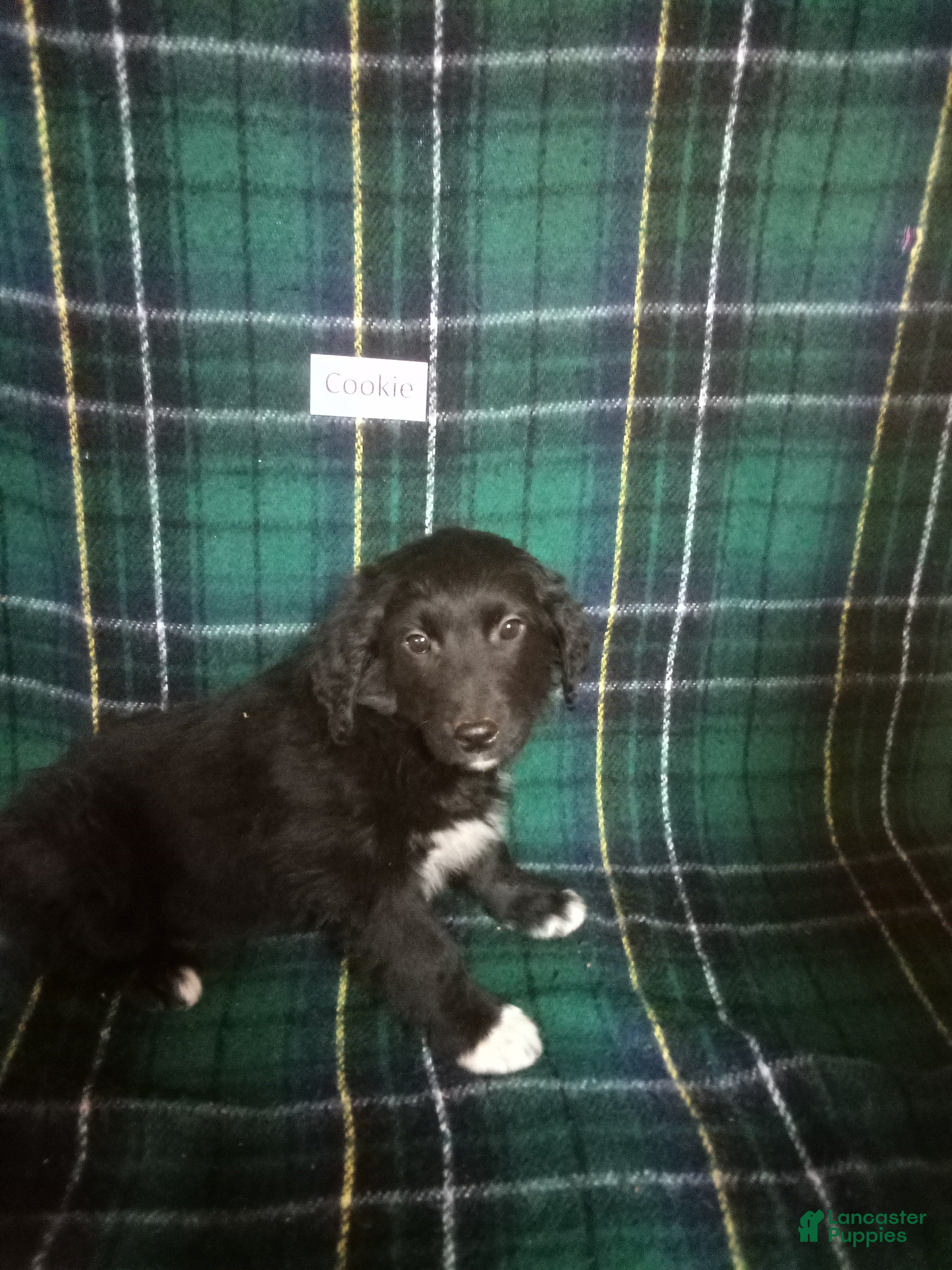 Mixed Breed dogs Cookie  - Ad 2