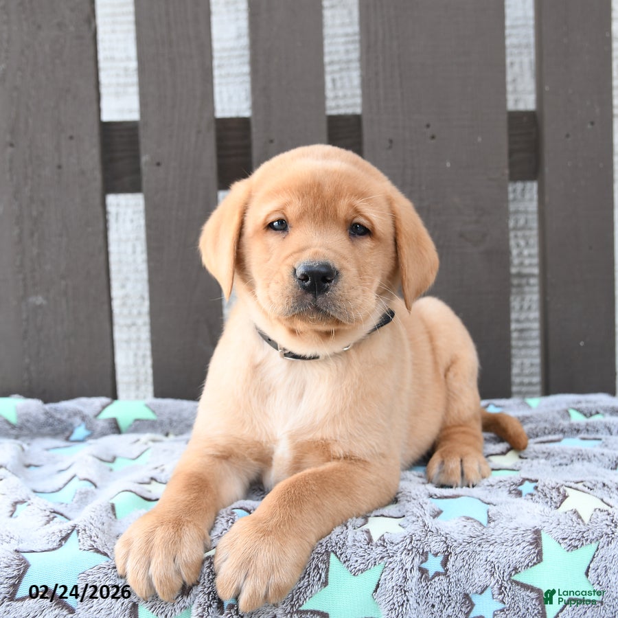 Labrador Retriever dogs Scout - Ad 2