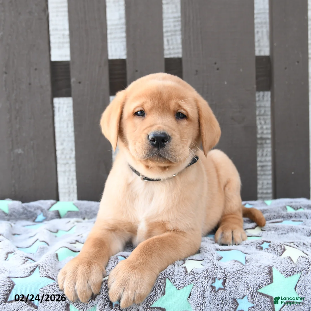 Labrador Retriever dogs for sale: Scout - Ad 2