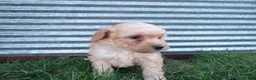 Toy Poodle dogs for sale: Roxy - Ad 2