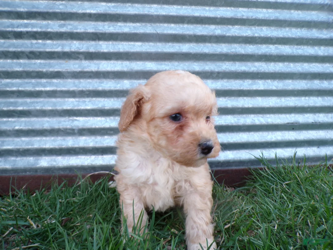 Toy Poodle dogs for sale: Roxy - Ad 2