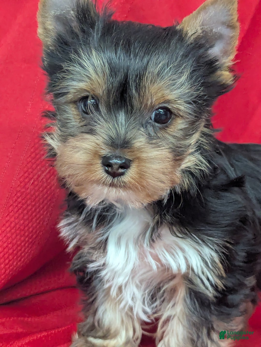 Yorkshire Terrier dogs for sale: Yorkshire Terrier Puppy 2 - Ad 2