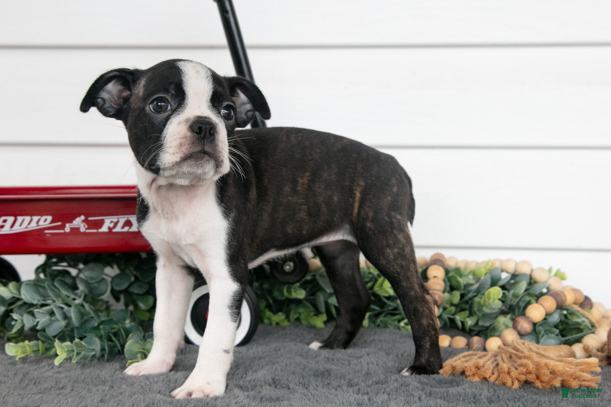 Boston Terrier dogs Petunia - Ad 1