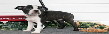 Petunia