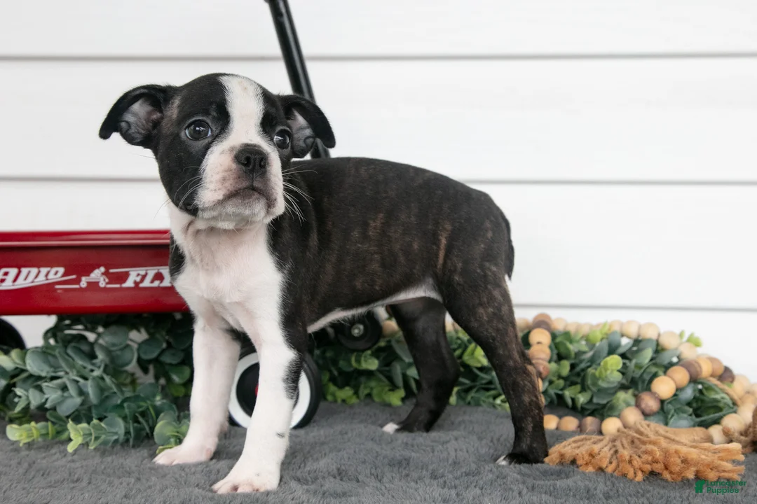 Boston Terrier dogs for sale: Petunia - Ad 1