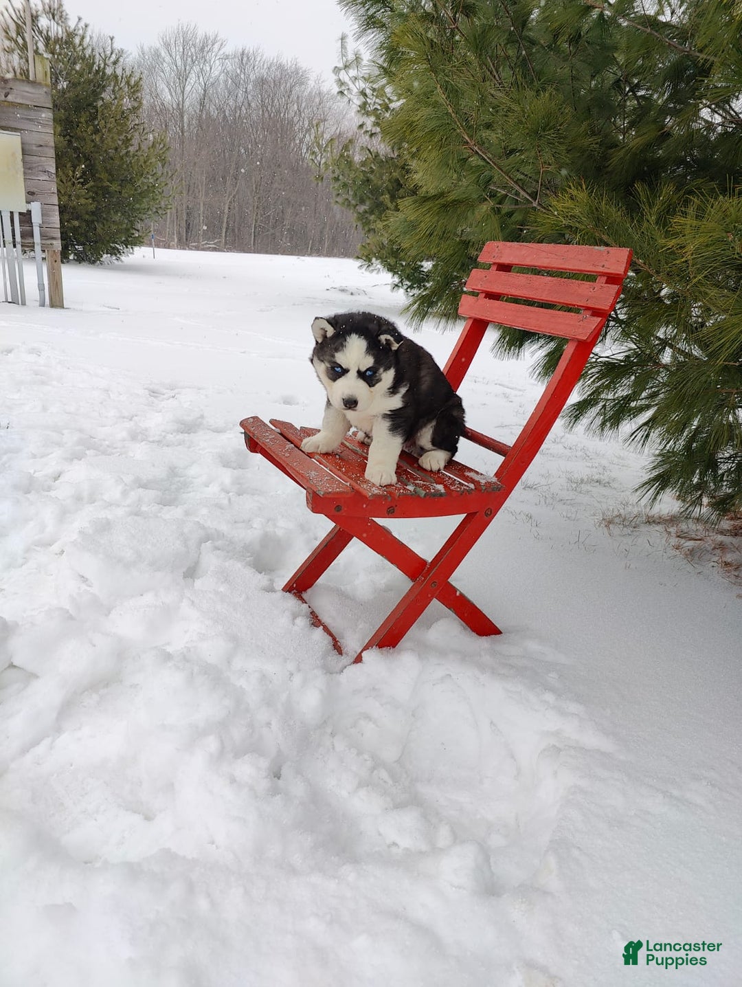 Siberian Husky dogs for sale: Lucy - Ad 13