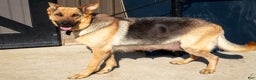 German Shepherd dogs for sale: Starburst - Ad 4