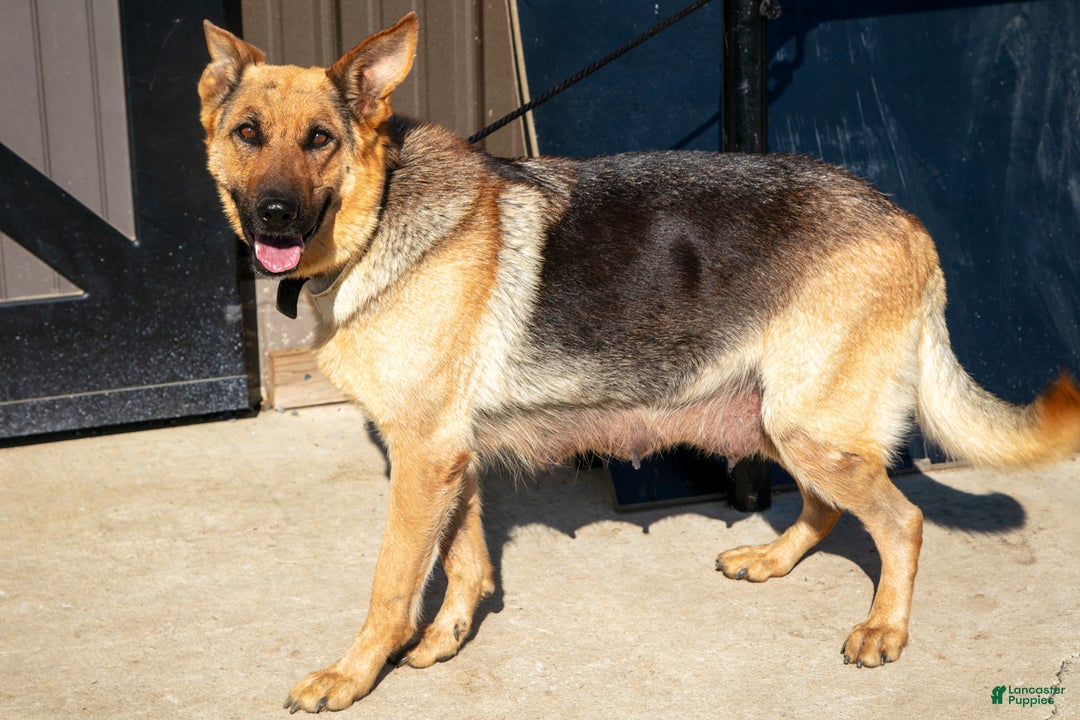 German Shepherd dogs for sale: Starburst - Ad 4