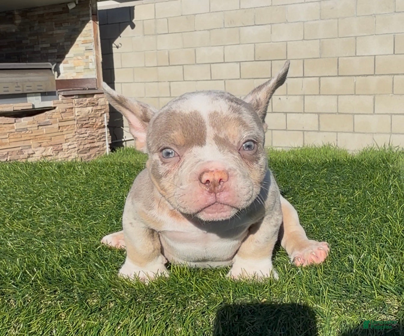 American Bully dogs American Bully 1 - Ad 10