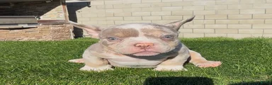 American Bully 1