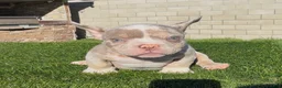American Bully dogs for sale: American Bully 1 - Ad 1