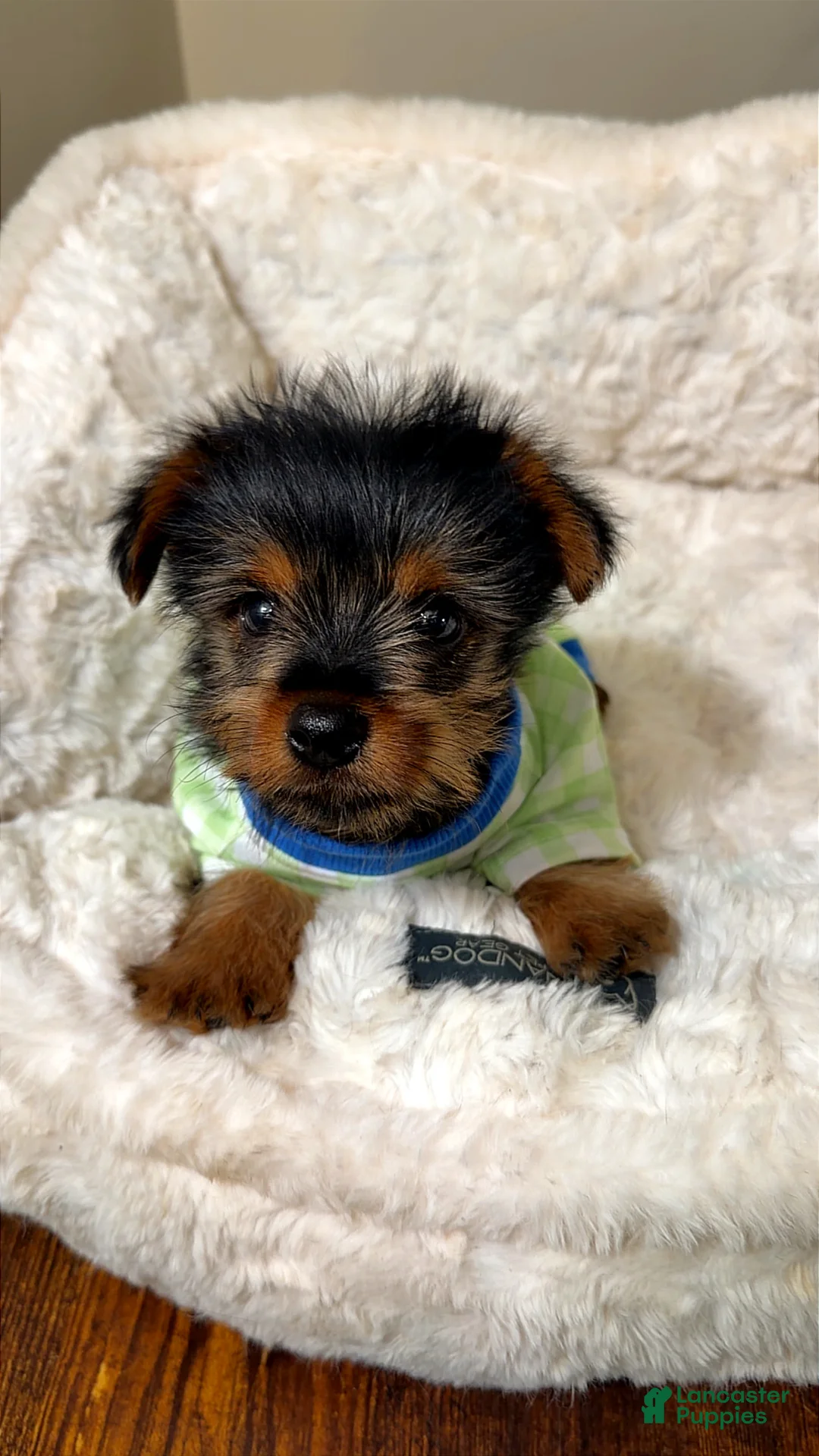 Yorkshire Terrier dogs for sale: Marley  - Ad 2