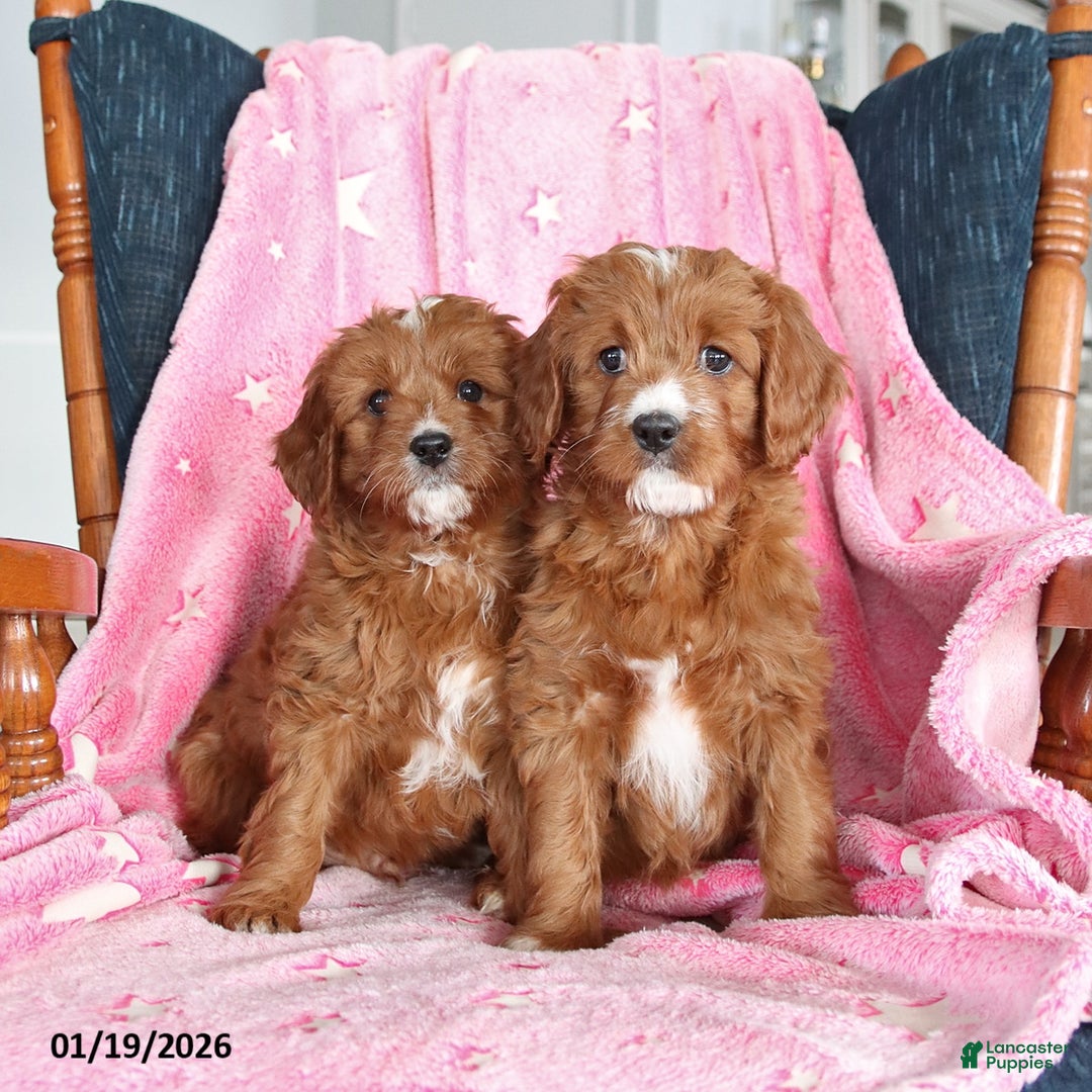 Cavapoo dogs for sale: Ian - Ad 2