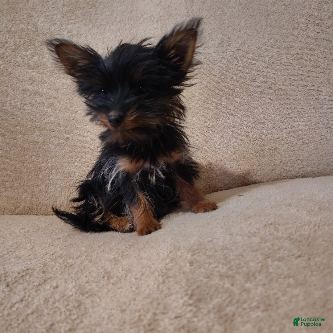 Pomchi dogs for sale: Monte - Ad 10